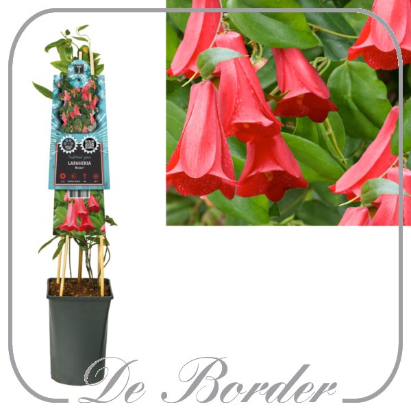 lapageria-rosea-70-80-cm-in-pot-(c23)-566 Lapageria rosea