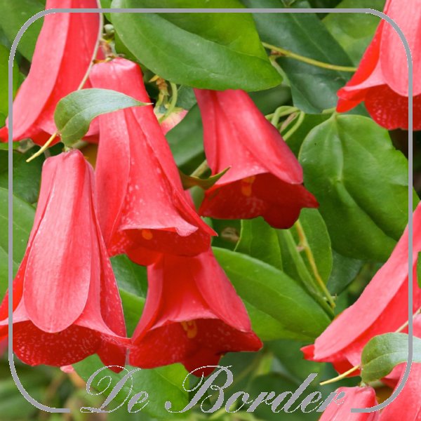 lapageria-rosea-70-80-cm-in-pot-(c23)-568 Lapageria rosea