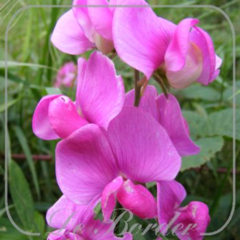 Lathyrus latifolius