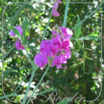 Lathyrus latifolius
