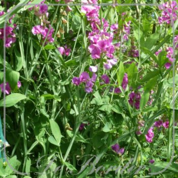 Lathyrus latifolius