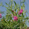 Lathyrus latifolius 'Red Pearl'
