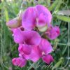 Lathyrus latifolius 'Red Pearl'