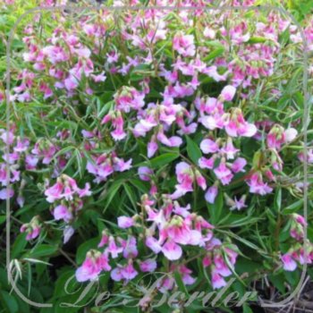 Lathyrus vernus 'Roseus'