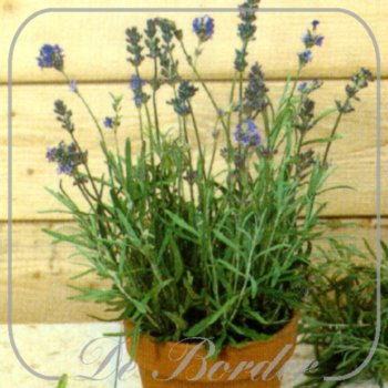 Lavandula officinalis --