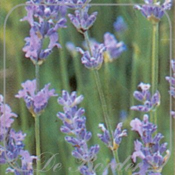 Lavandula officinalis --