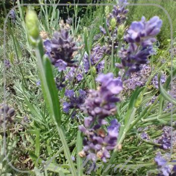 Lavandula angustifolia 'Essence Purple'