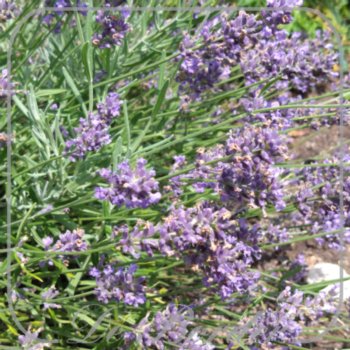 Lavandula angustifolia 'Essence Purple'