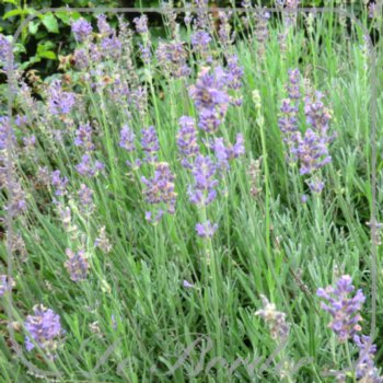 lavandula-angustifolia-munstead-gen-494 Lavandula angustifolia 'Munstead' gen