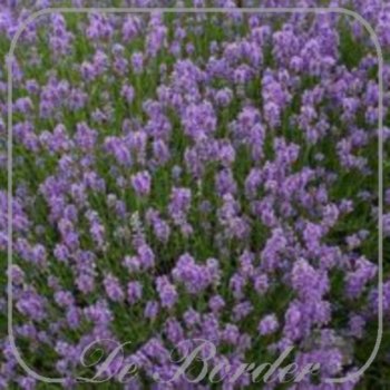 lavandula-angustifolia-munstead-gen-637 Lavandula angustifolia 'Munstead' gen
