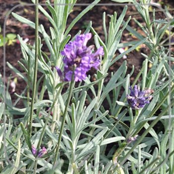 Lavandula angustifolia 'Twickel Purple'