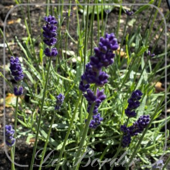 Lavandula angustifolia 'Twickel Purple'