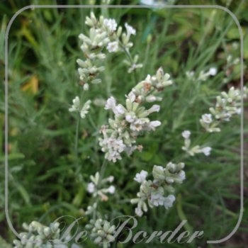 Lavandula angustifolia 'White Fragrance'