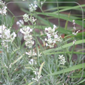 Lavandula angustifolia 'White Fragrance'