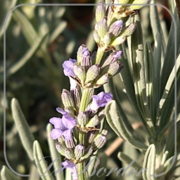Lavandula intermedia 'Dutch'