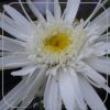 Leucanthemum 'Christine Hagemann'