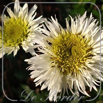leucanthemum-snehurka-216 Leucanthemum 'Snehurka'