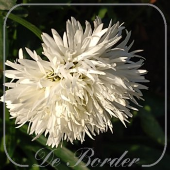 leucanthemum-snehurka-218 Leucanthemum 'Snehurka'