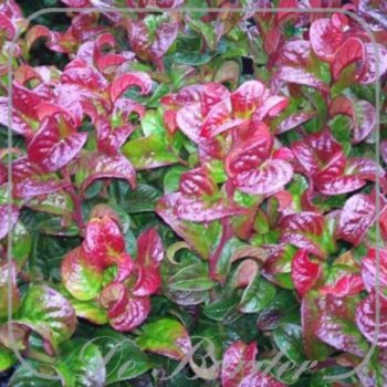 leucothoe-axillaris-curly-red-102.jpg Leucothoe axillaris 'Curly Red'