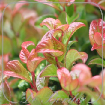 Leucothoe axillaris 'Curly Red'
