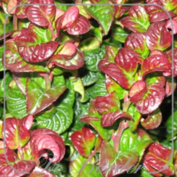 leucothoe-axillaris-curly-red-558.jpg Leucothoe axillaris 'Curly Red'