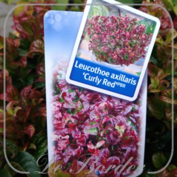 leucothoe-axillaris-curly-red-756.jpg Leucothoe axillaris 'Curly Red'