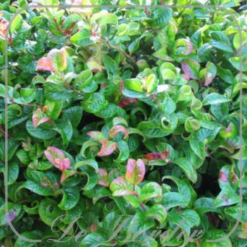Leucothoe axillaris 'Curly Red'