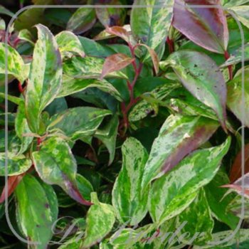 leucothoe-fontanesiana-rainbow-20-25-cm-c2-313 Leucothoe fontanesiana 'Rainbow'