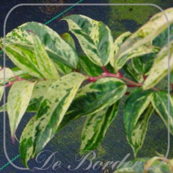 leucothoe-fontanesiana-rainbow-20-25-cm-c2-342 Leucothoe fontanesiana 'Rainbow'