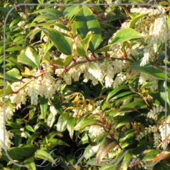 leucothoe-fontanesiana-rainbow-20-25-cm-c2-886 Leucothoe fontanesiana 'Rainbow'