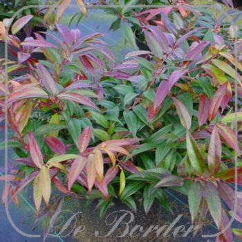 leucothoe-keiskei-royal-ruby-340 Leucothoe keiskei 'Royal Ruby'