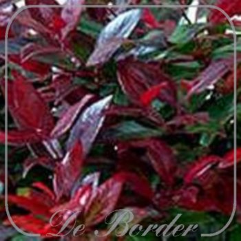 Leucothoe 'Scarletta' << Leucothoe 'Zeblid'