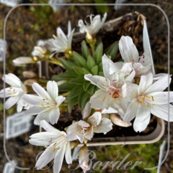 lewisia-little-snowberry-287 Lewisia 'Little Snowberry'