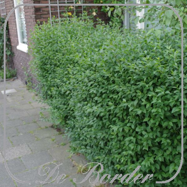 ligustrum-ovalifolium-317 Ligustrum ovalifolium