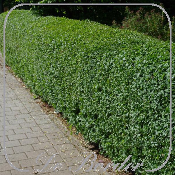 ligustrum-ovalifolium-346 Ligustrum ovalifolium