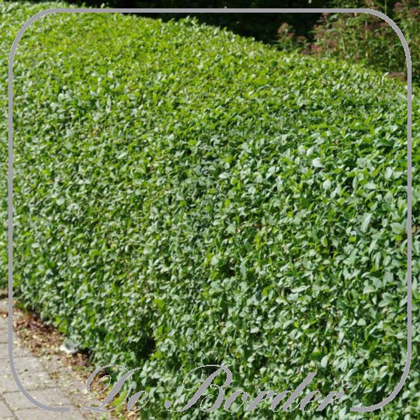 ligustrum-ovalifolium-888 Ligustrum ovalifolium