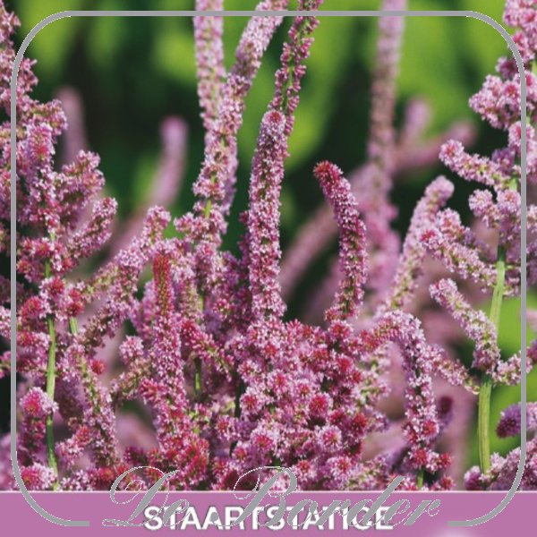 Limonium suworowii - Staartstatice