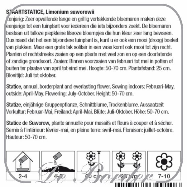 limonium-suworowii-staartstatice-222 Limonium suworowii - Staartstatice