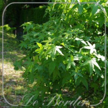 Liquidambar styraciflua 'Gum Ball'
