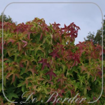 Liquidambar styraciflua 'Gum Ball'