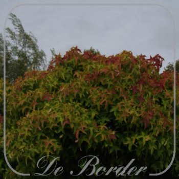 Liquidambar styraciflua 'Gum Ball'