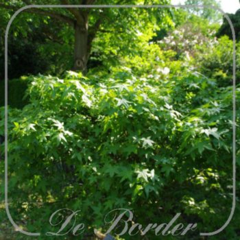 Liquidambar styraciflua 'Gum Ball'