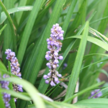 Liriope muscari 'Majestic'