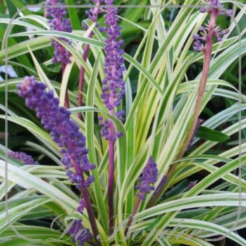 Liriope muscari 'Variegata'