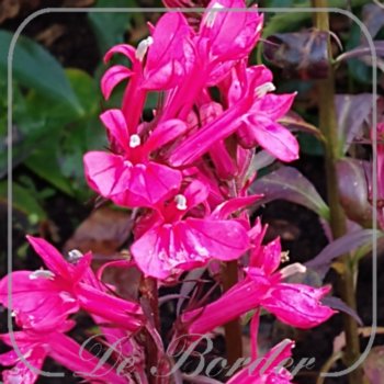 lobelia-speciosa-starship-deep-rose-162 Lobelia speciosa 'Starship Deep Rose'