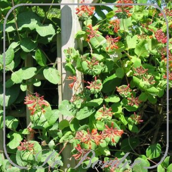 Lonicera brownii 'Dropmore Scarlet'