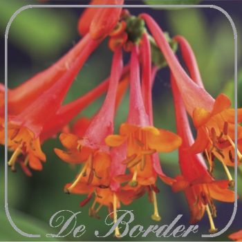 Lonicera brownii 'Dropmore Scarlet'