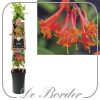 Lonicera brownii 'Dropmore Scarlet'