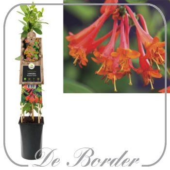 Lonicera brownii 'Dropmore Scarlet'