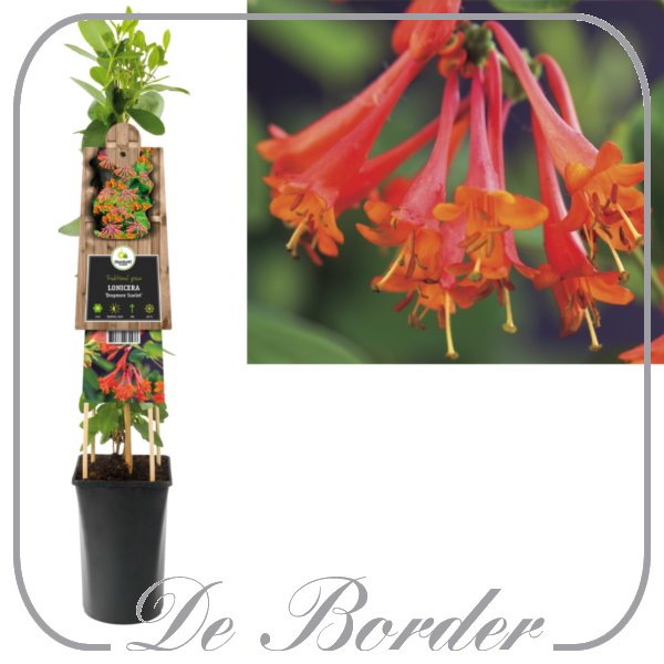 Lonicera brownii 'Dropmore Scarlet'